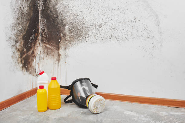 Best DIY Mold Remediation Support Services in Duryea, PA