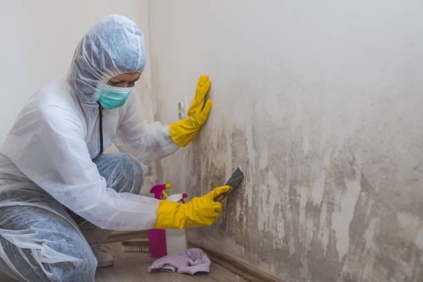 Trusted Duryea, PA Mold Remediation Experts
