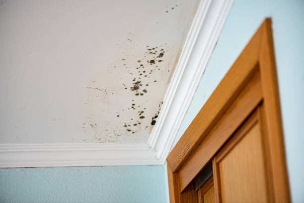 Best Insurance-Related Mold Remediation in Duryea, PA