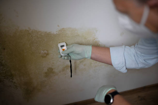 Best Attic Mold Remediation in Duryea, PA