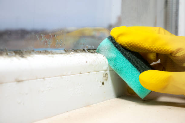Best Localized Mold Remediation (e.g., coastal areas, humid climates) in Duryea, PA